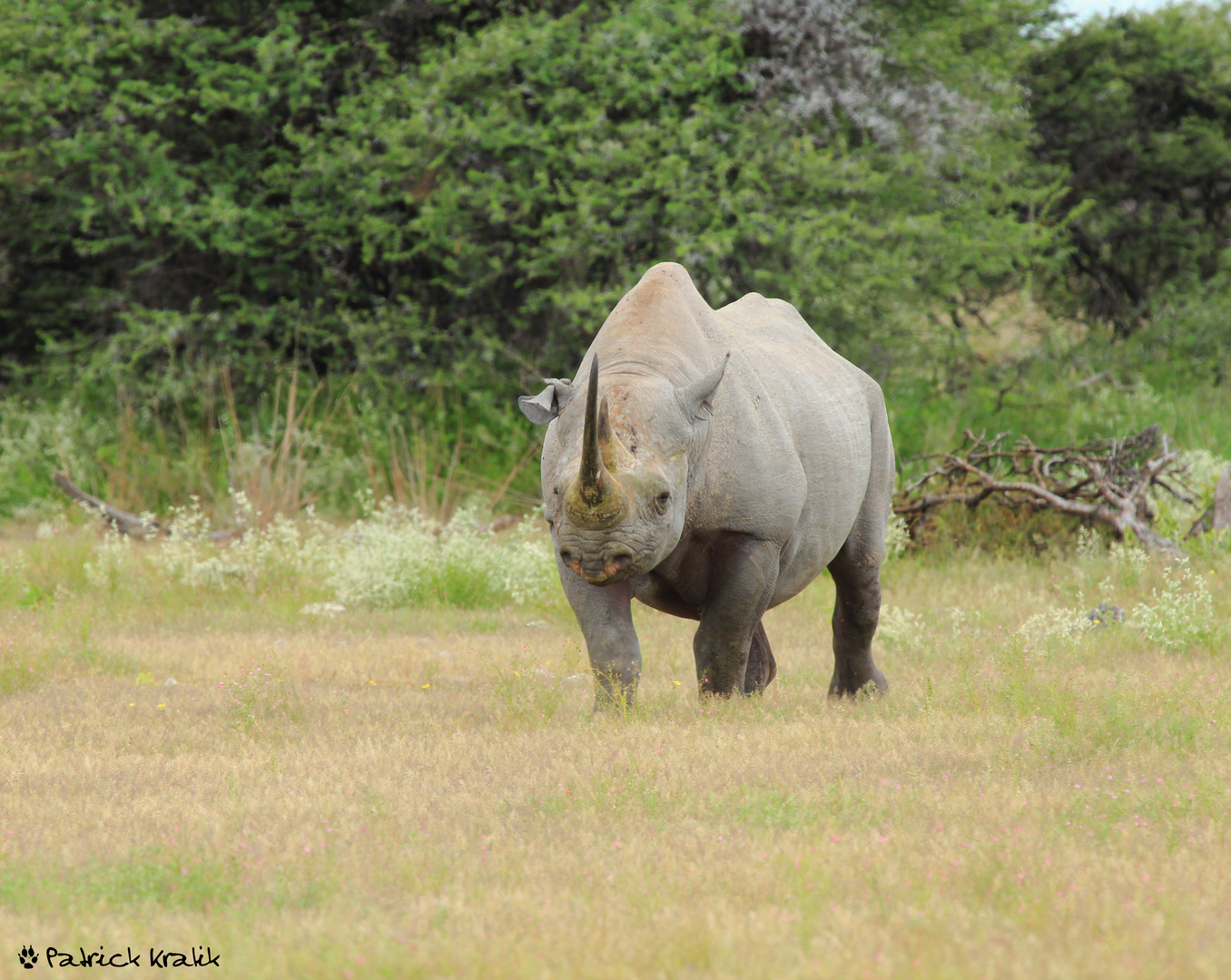 Spitzmaulnashorn