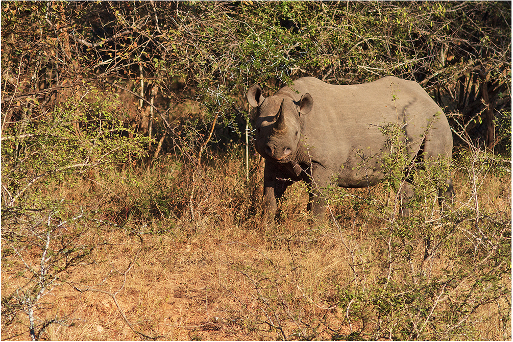 Spitzmaulnashorn