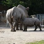 Spitzmaulnashorn 2