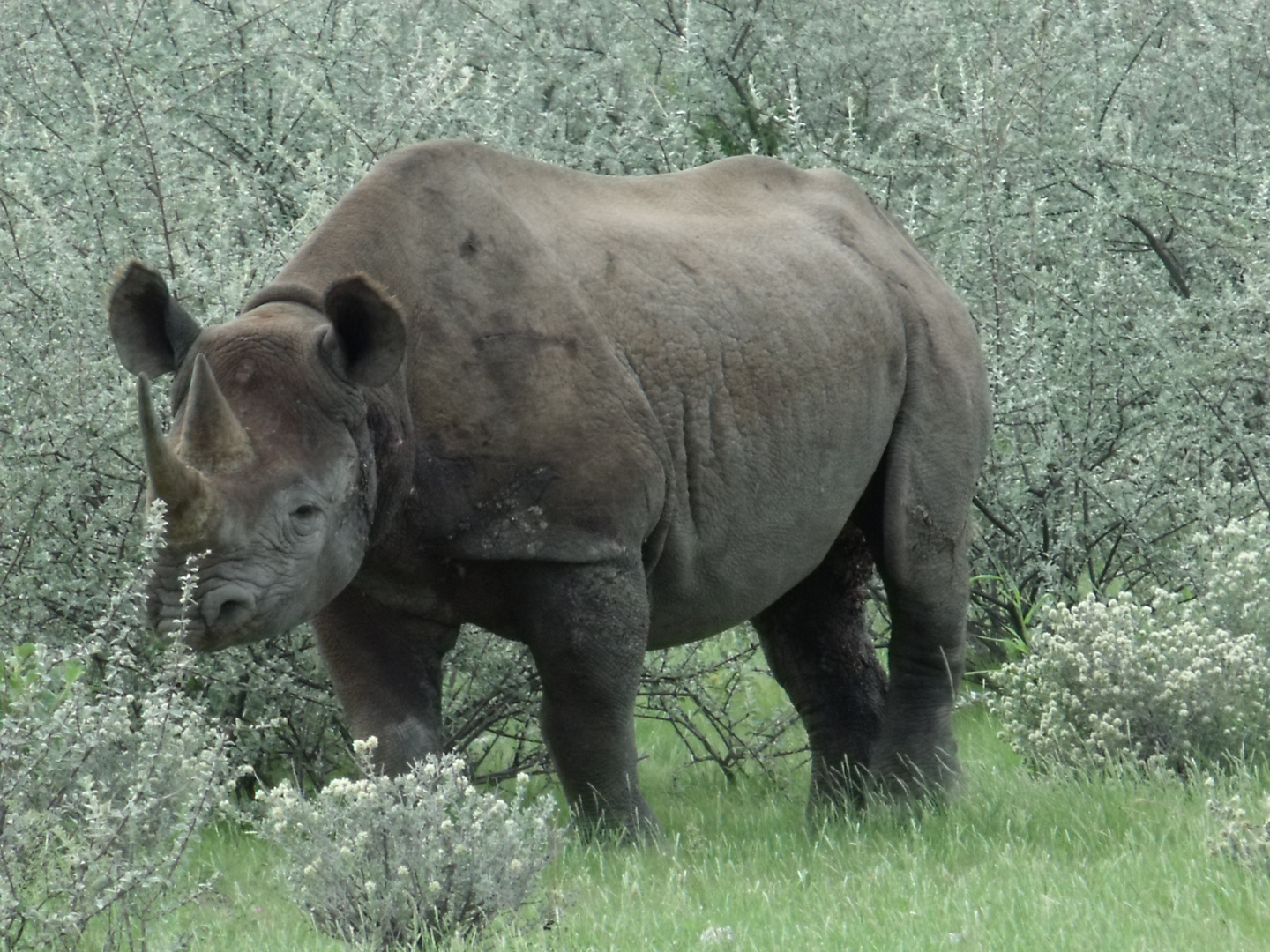 Spitzmaulnashorn