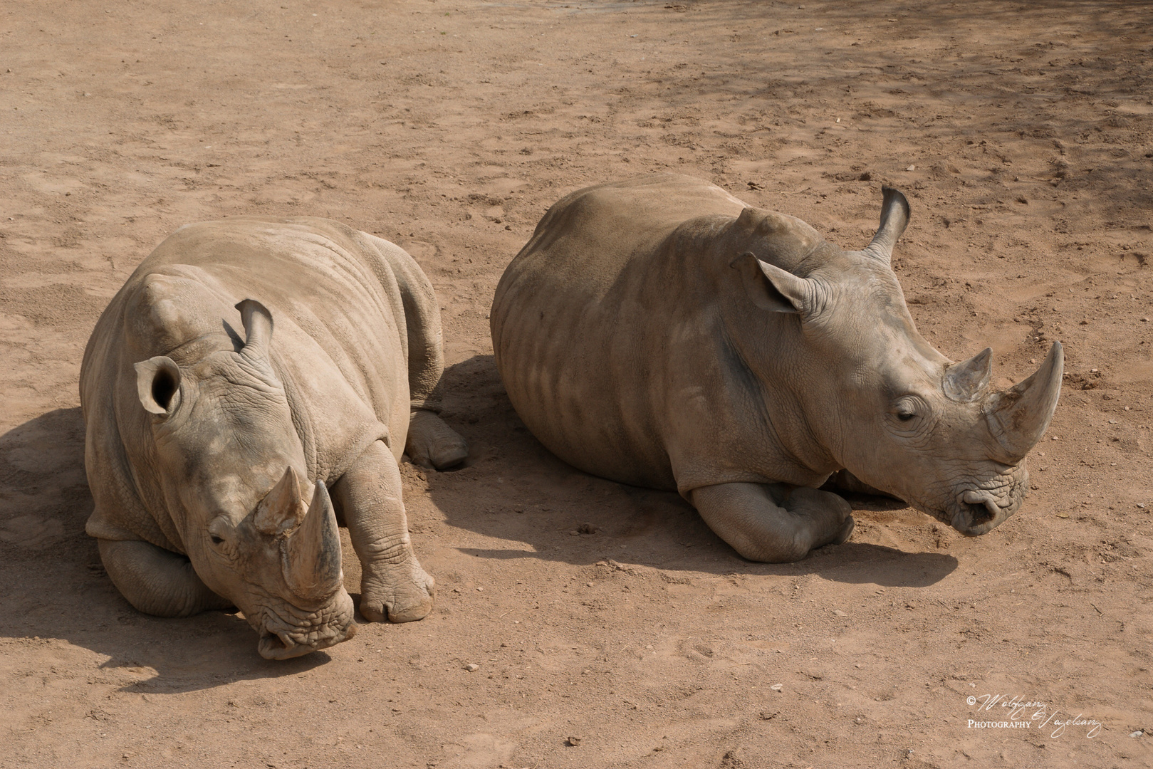 Spitzmaulnashorn