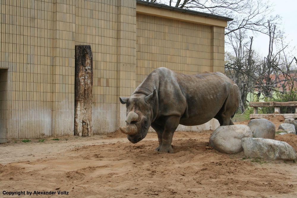 Spitzmaulnashorn