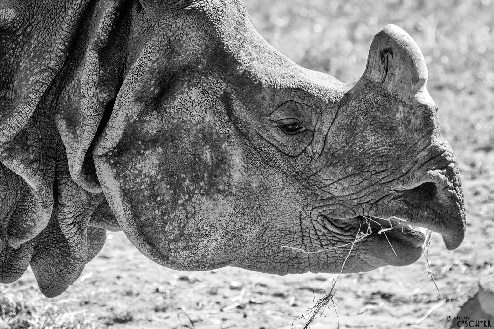 Spitzmaulnashorn Foto & Bild | natur, zoo, tiere Bilder auf fotocommunity