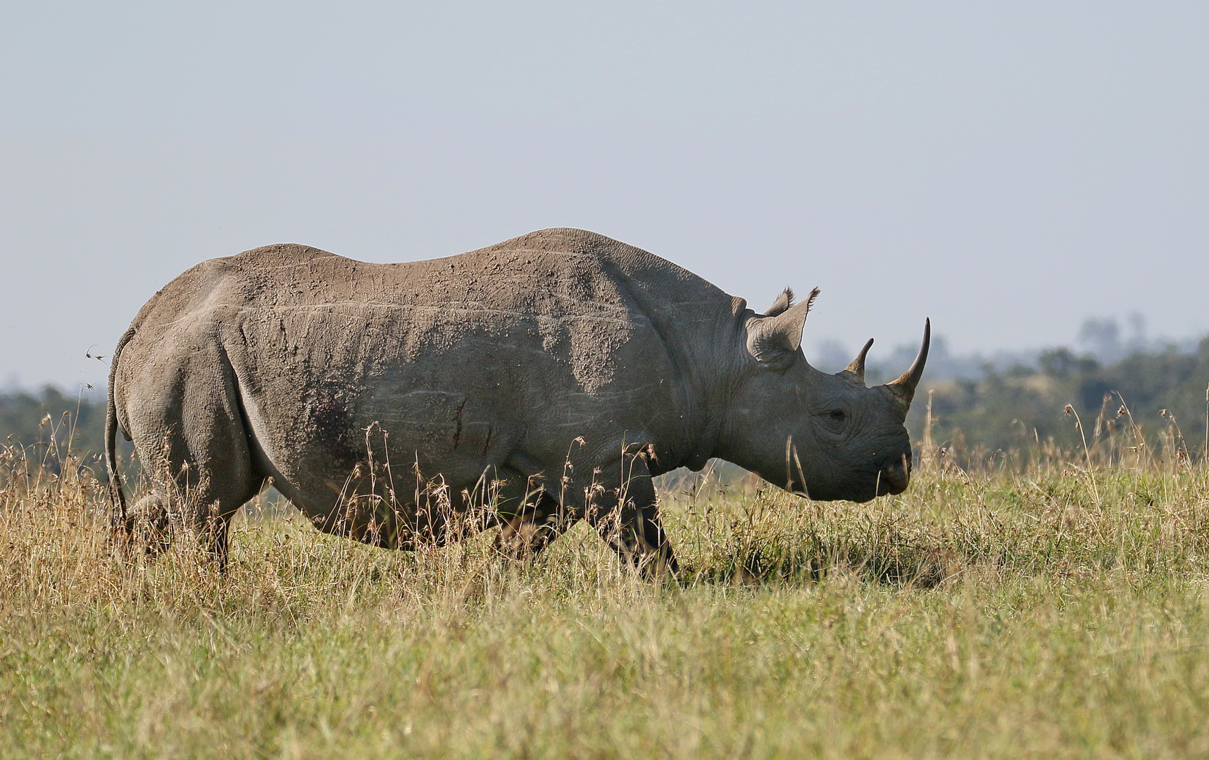 Spitzmaulnashorn 