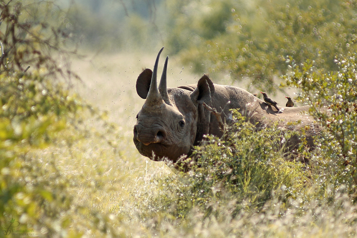 Spitzmaulnashorn