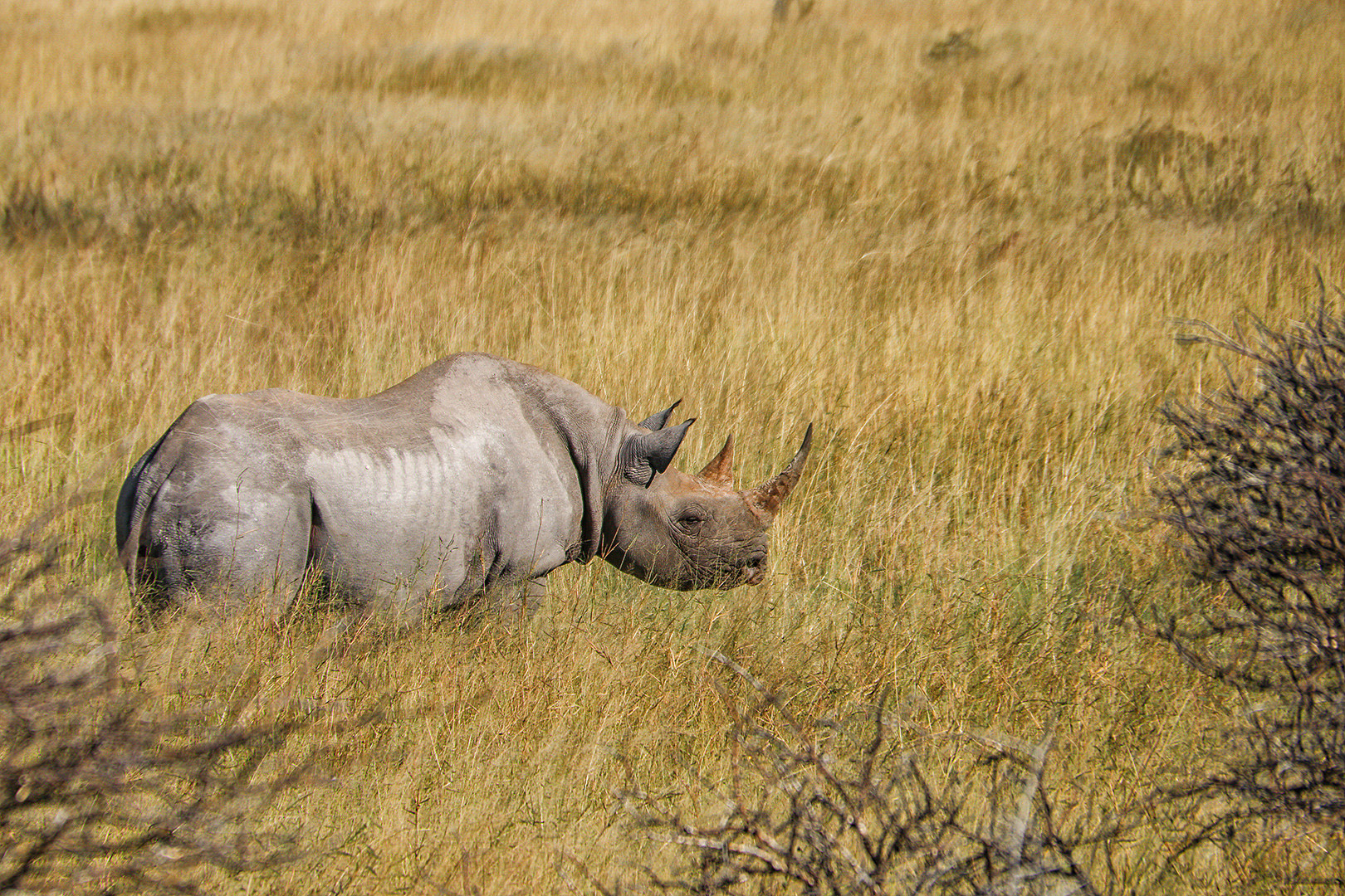 Spitzmaulnashorn auf der Flucht...