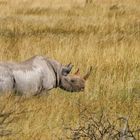 Spitzmaulnashorn auf der Flucht...