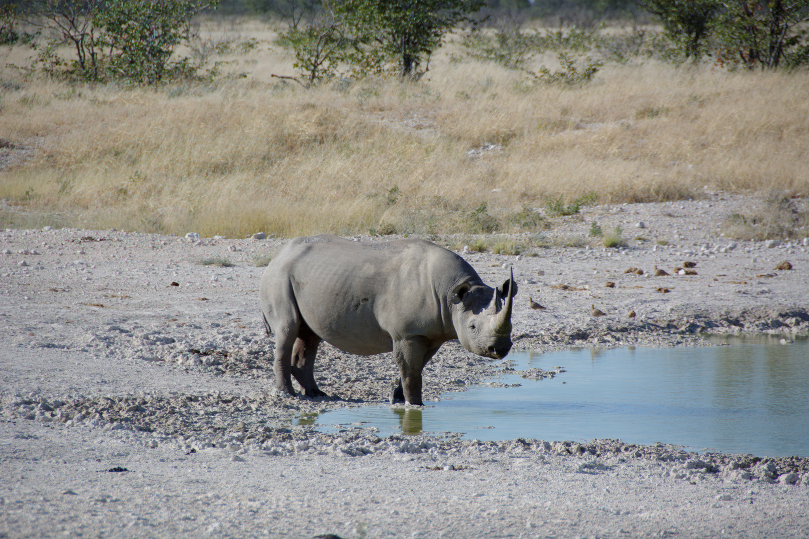 Spitzmaulnashorn