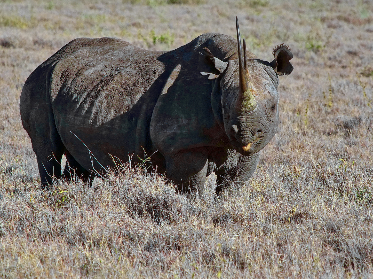 Spitzmaulnashorn