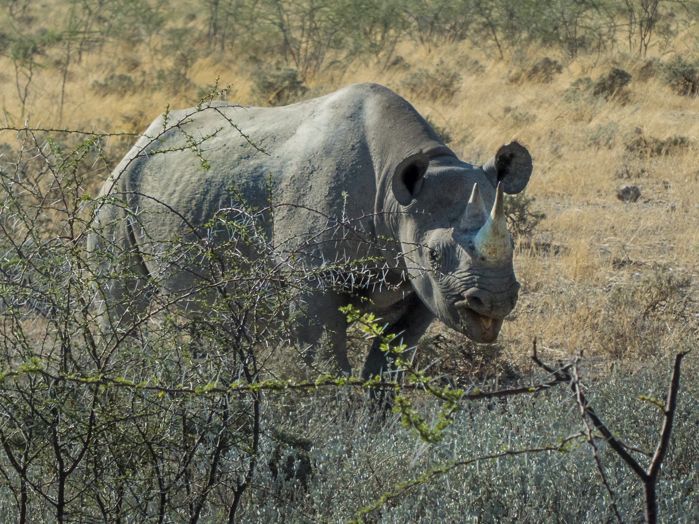 Spitzmaulnashorn (Black Rhino)