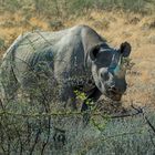 Spitzmaulnashorn (Black Rhino)