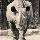 Spitzmaulnashorn