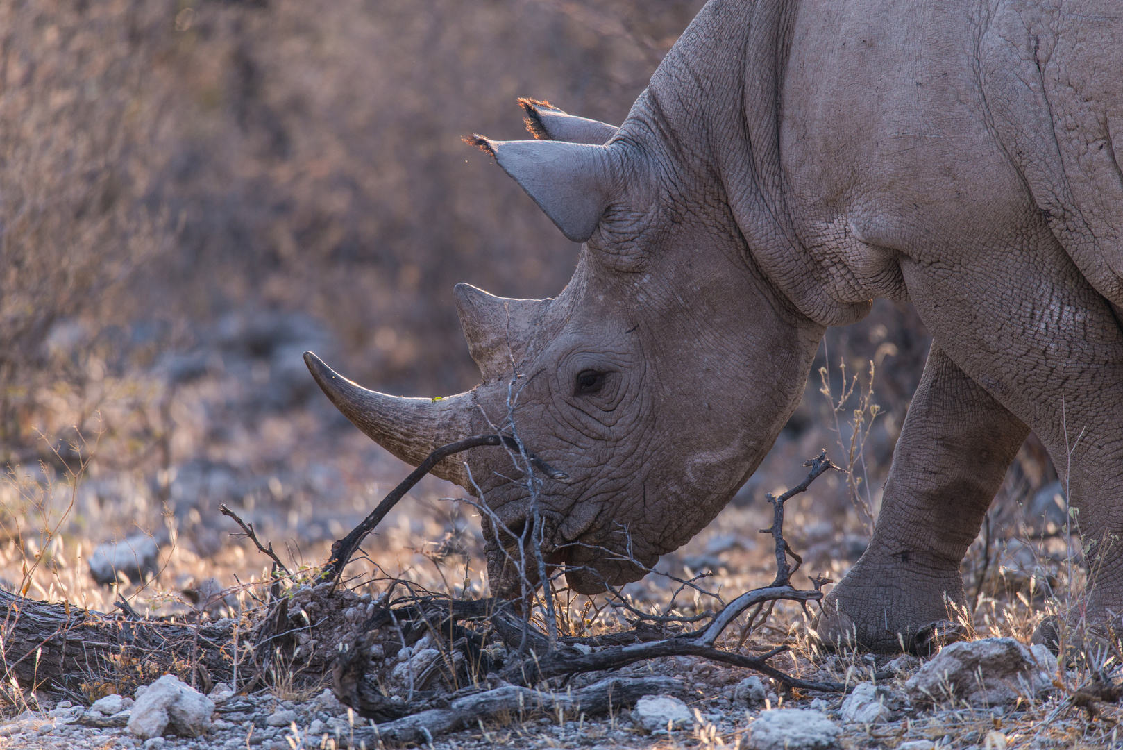 Spitzmaulnashorn