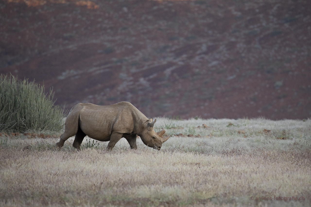 Spitzmaulnashorn Damaraland