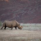 Spitzmaulnashorn Damaraland