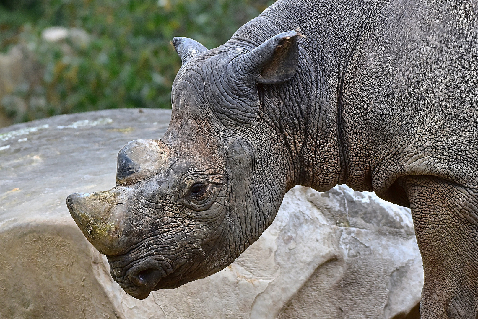 Spitzmaulnashorn (Diceros bicornis)