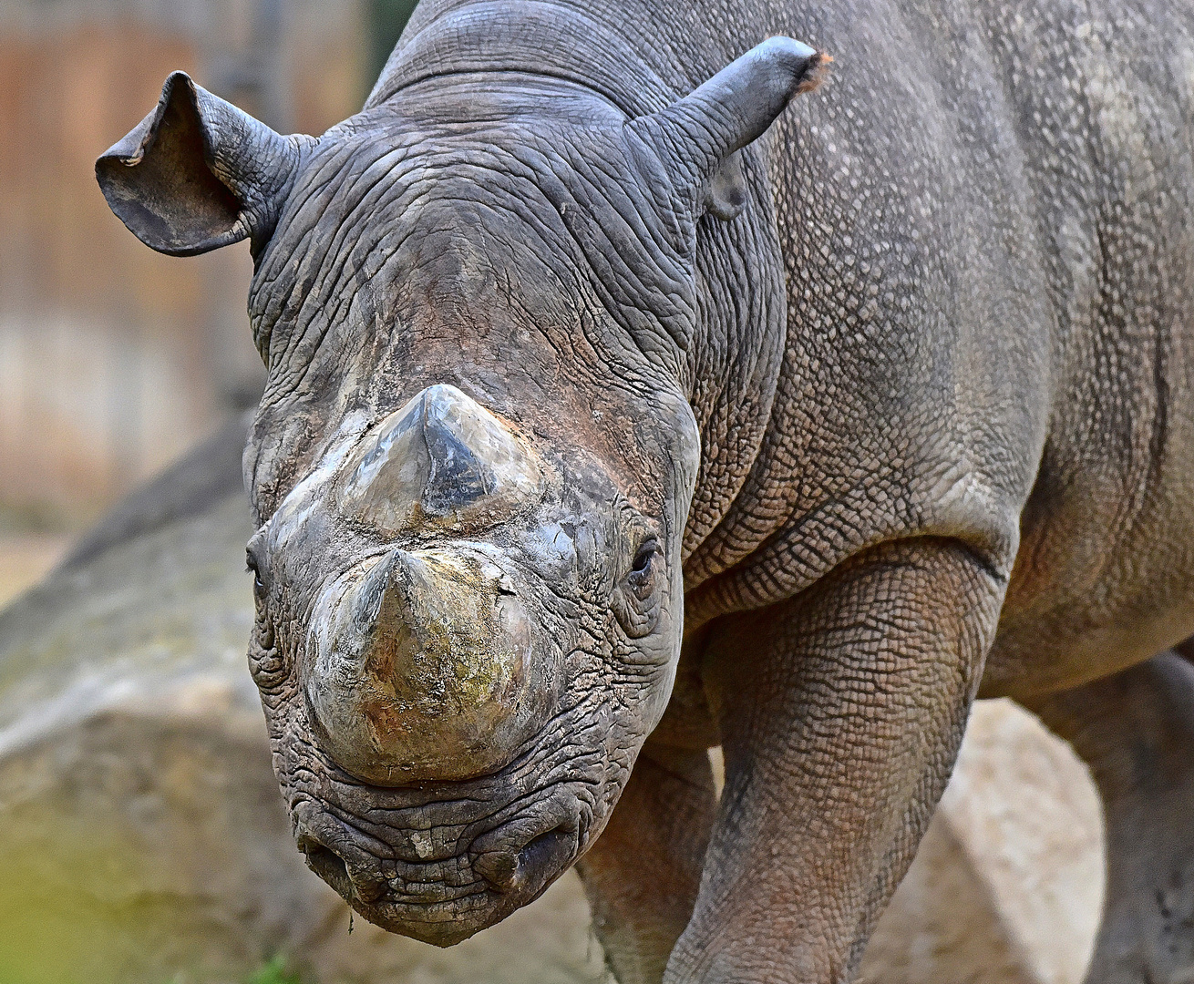 Spitzmaulnashorn (Diceros bicornis)