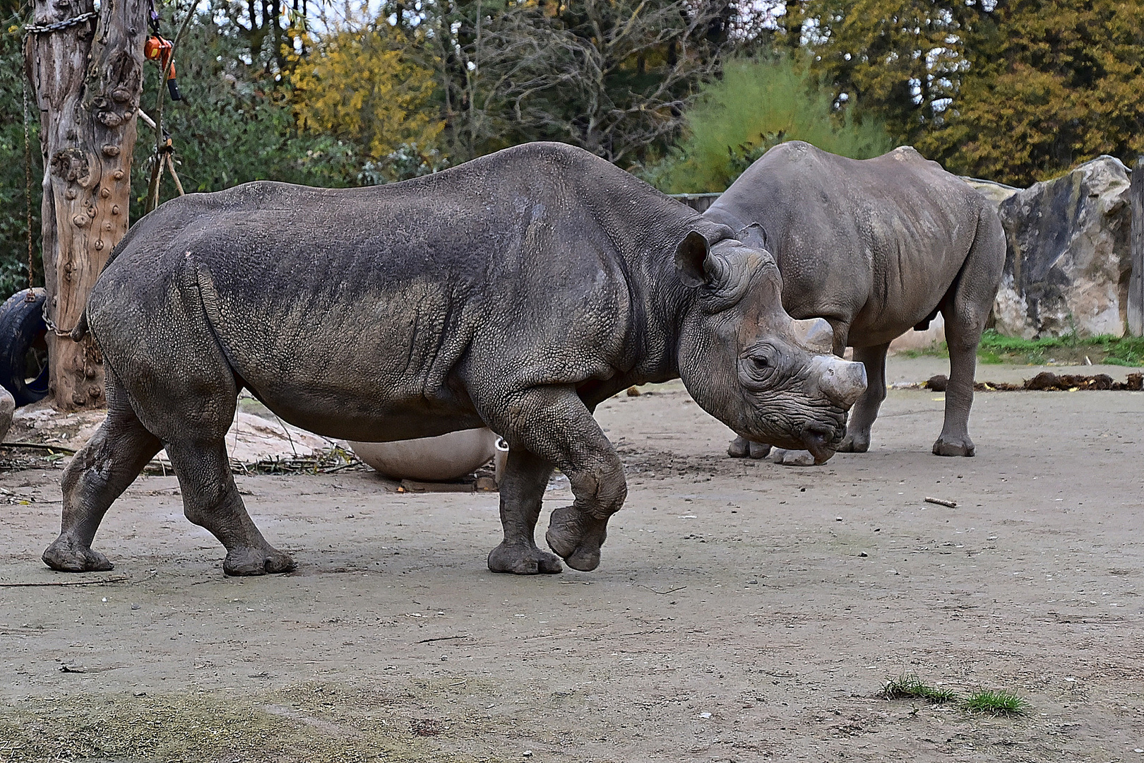 Spitzmaulnashorn (Diceros bicornis)