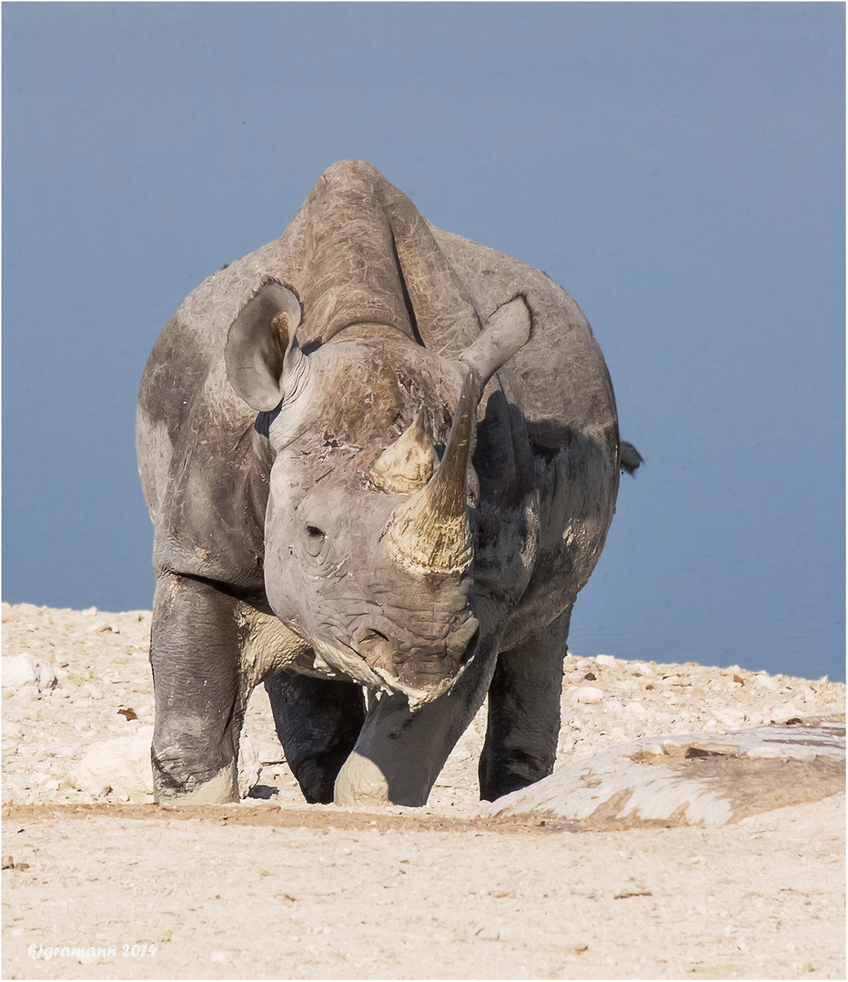 Spitzmaulnashorn (Diceros bicornis).....