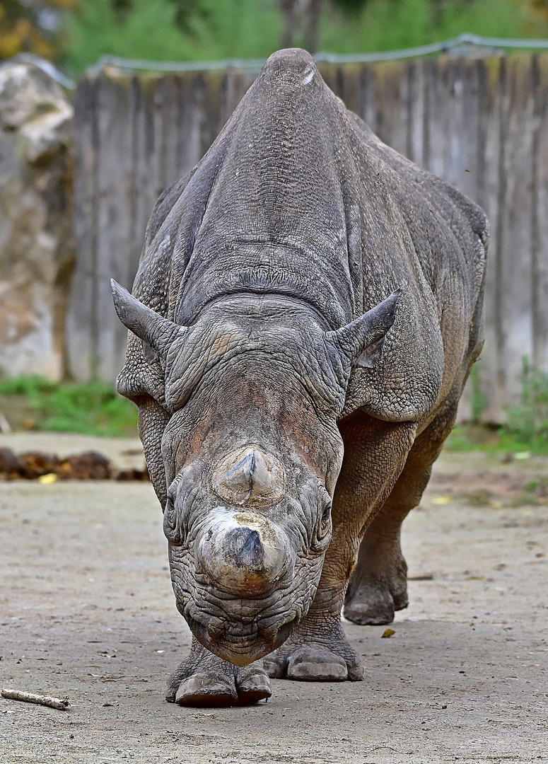 Spitzmaulnashorn (Diceros bicornis)