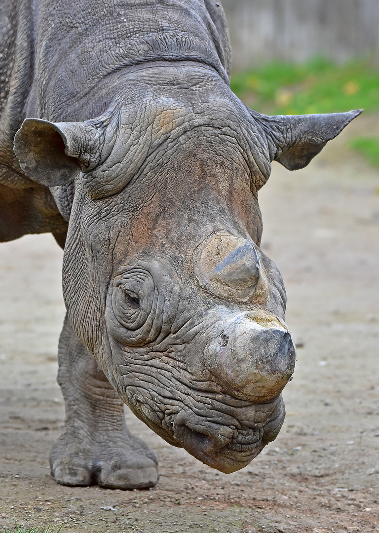 Spitzmaulnashorn (Diceros bicornis)