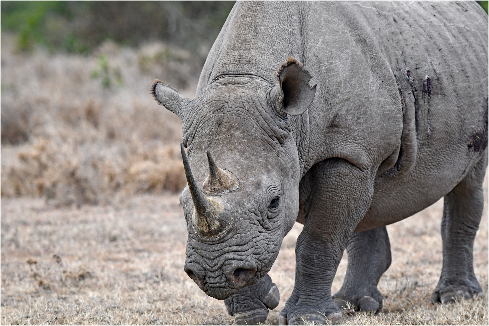 Spitzmaulnashorn - diese urzeiltich ...