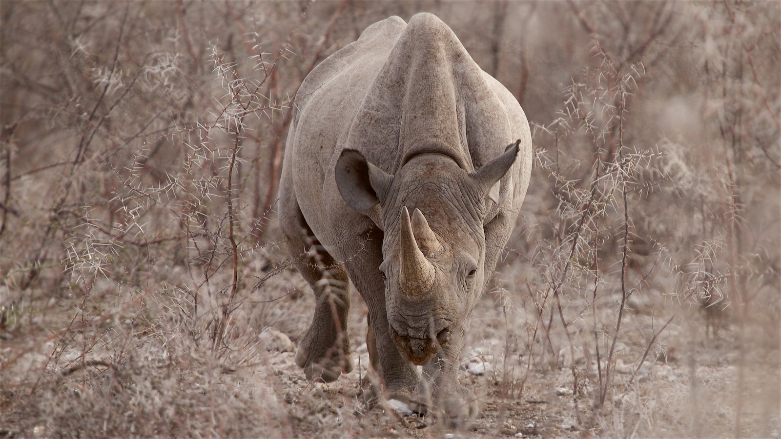  Spitzmaulnashorn, Etosha