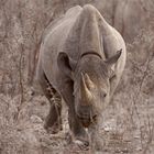  Spitzmaulnashorn, Etosha