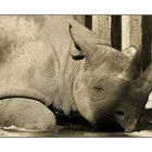 Spitzmaulnashorn im Leipziger Zoo