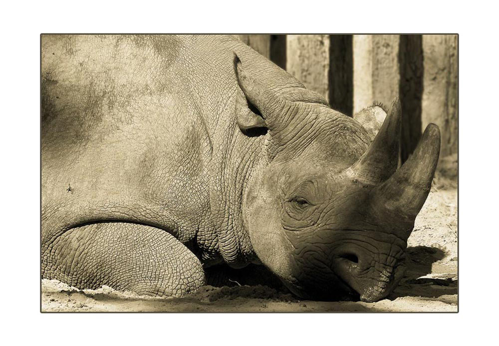 Spitzmaulnashorn im Leipziger Zoo