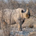 Spitzmaulnashorn in Etosha