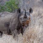 Spitzmaulnashorn in SabiSabi