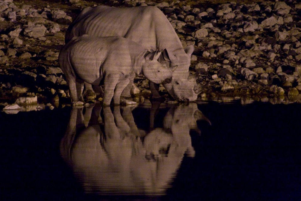 Spitzmaulnashorn Kuh mit Kalb (Etosha Park, Namibia) von ChristophD. 