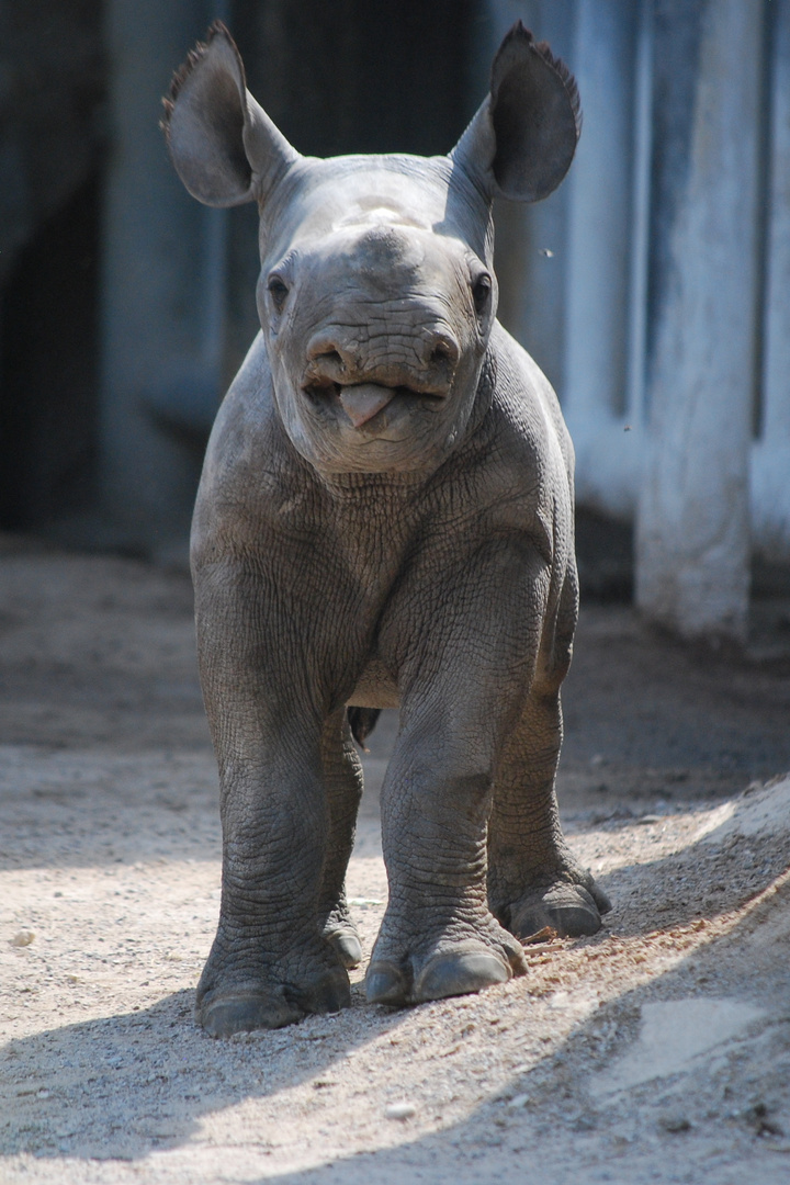 Spitzmaulnashorn-Mädchen