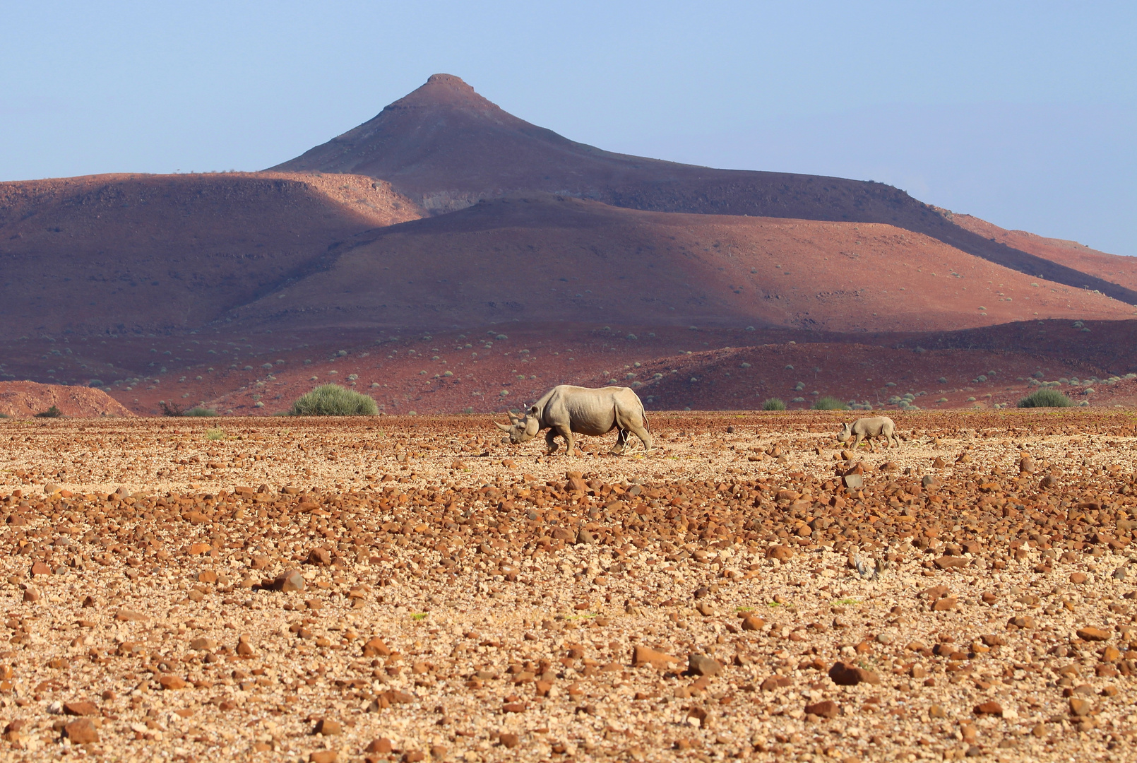 Spitzmaulnashorn mit Jungtier