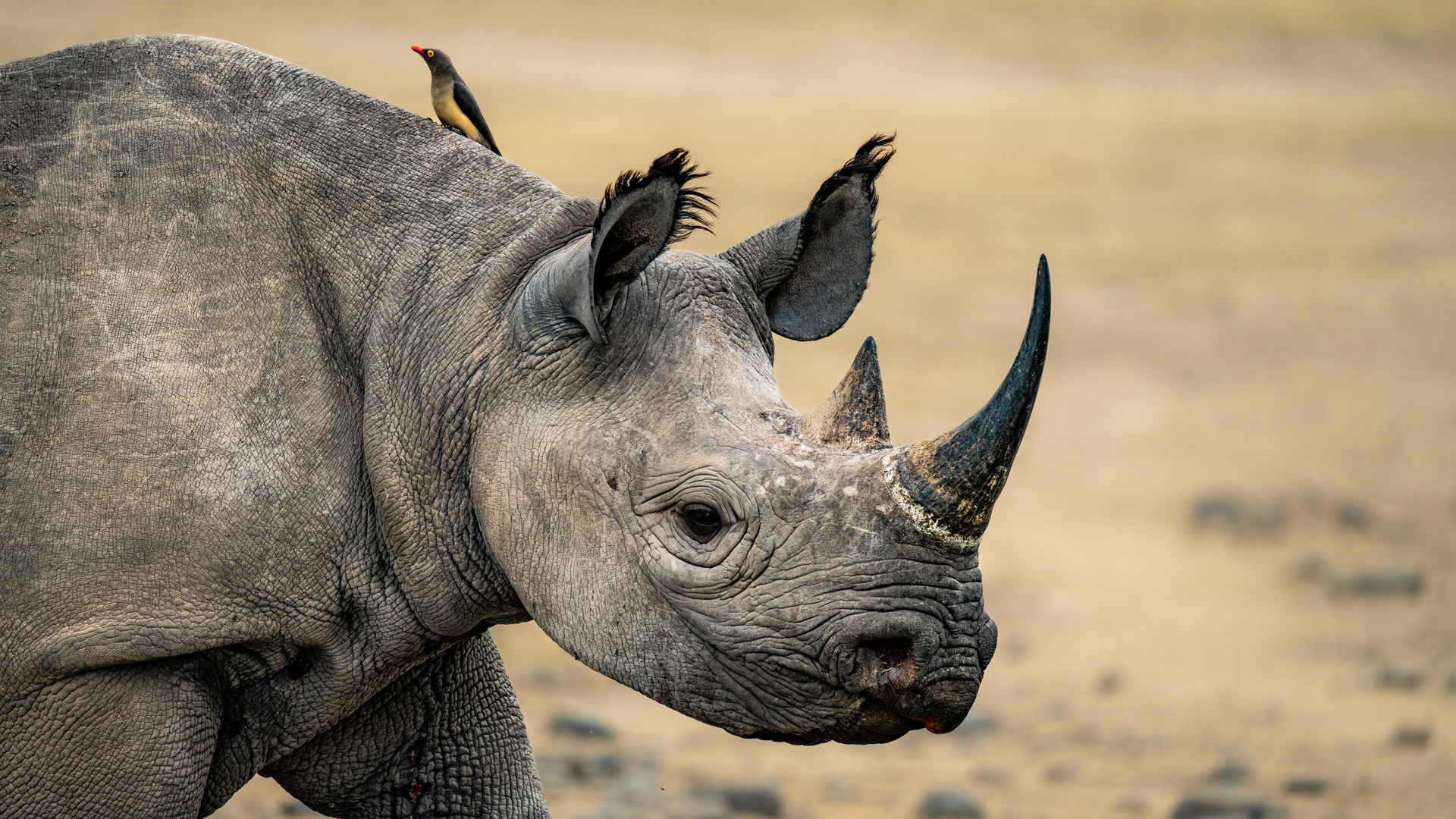 Spitzmaulnashorn mit Madenhacker