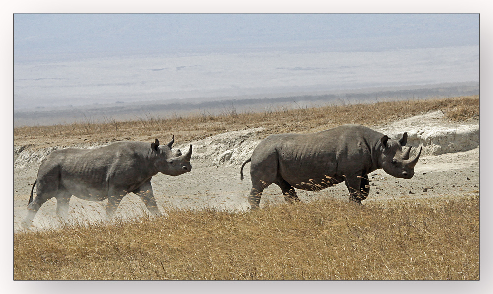 Spitzmaulnashorn mit Nachwuchs im Ngorongoro Krater