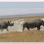 Spitzmaulnashorn mit Nachwuchs im Ngorongoro Krater