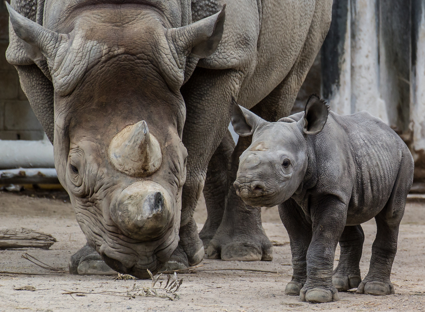 Spitzmaulnashorn Nane mit Nachwuchs