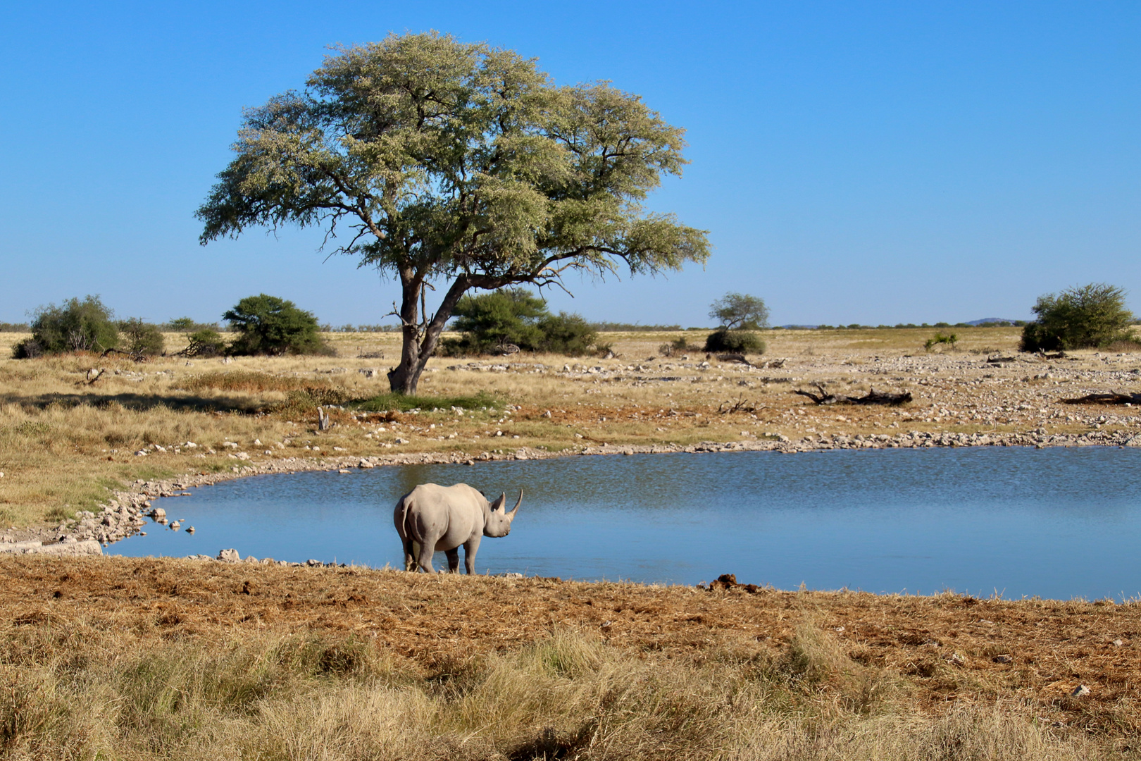 Spitzmaulnashorn, Okaukuejo (Etosha Nationalpark)