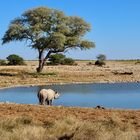 Spitzmaulnashorn, Okaukuejo (Etosha Nationalpark)