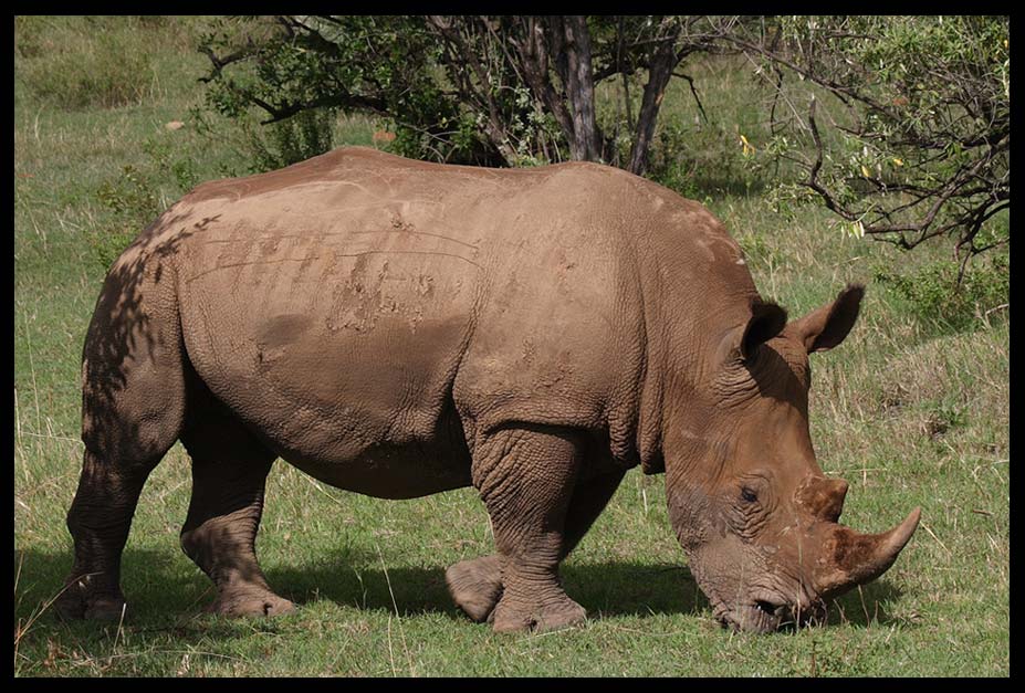 Spitzmaulnashorn (Swahili: faru) 1 von ca. 26 noch in der Masai Mara lebenden