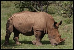 Spitzmaulnashorn (Swahili: faru) 1 von ca. 26 noch in der Masai Mara lebenden