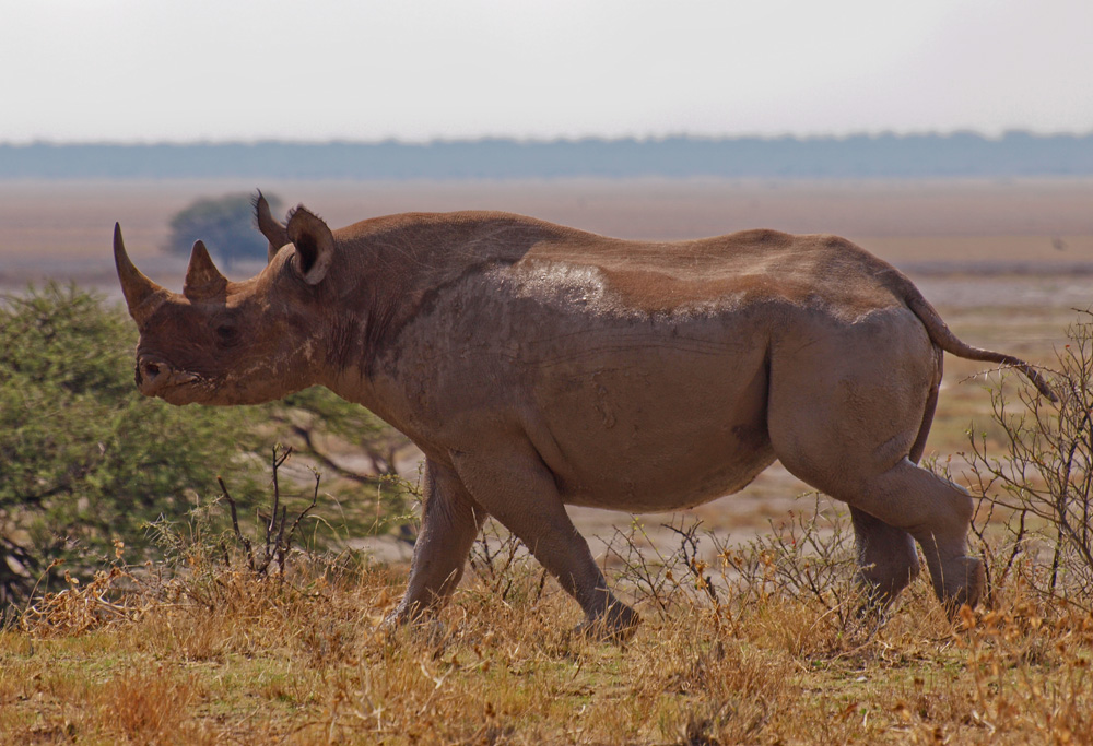 Spitzmaulnashorn vor Etosha-Pfanne