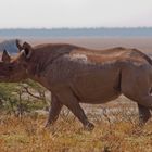 Spitzmaulnashorn vor Etosha-Pfanne