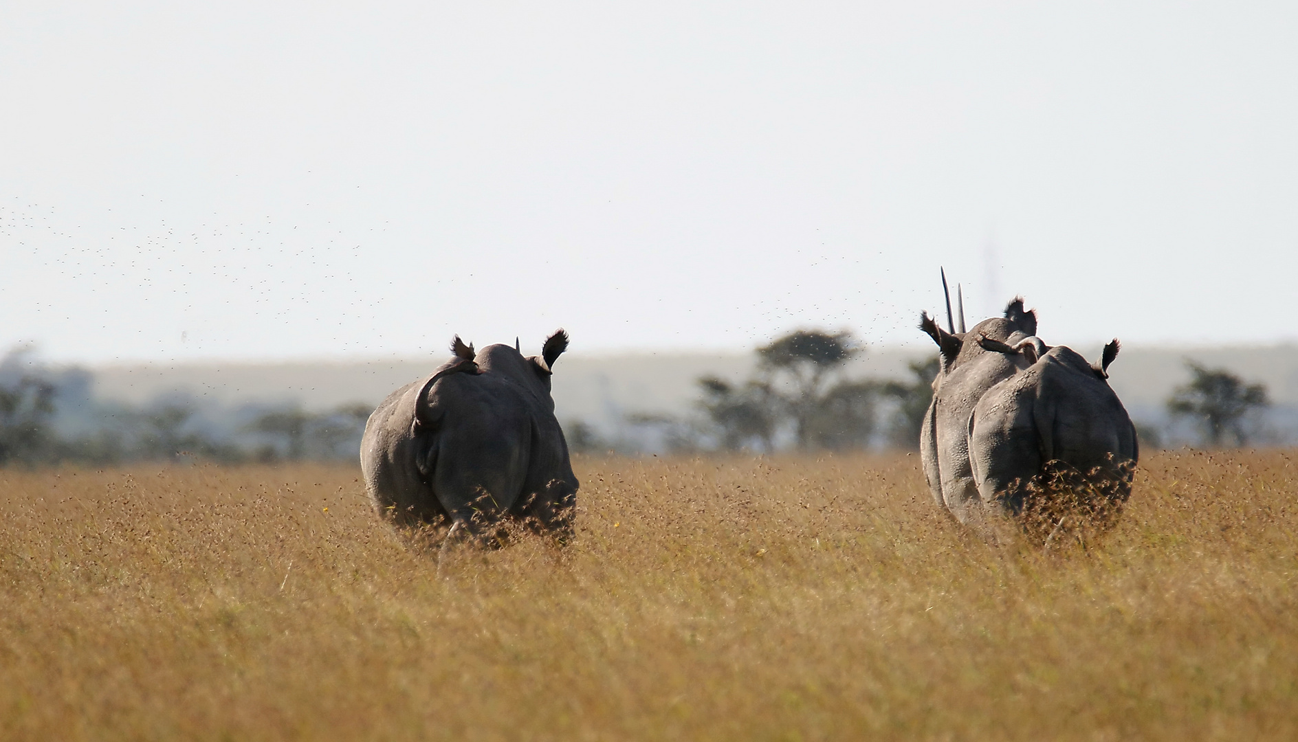 Spitzmaulnashorn - wie immer auf der Flucht wenn sie entdeckt werden