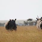 Spitzmaulnashorn - wie immer auf der Flucht wenn sie entdeckt werden