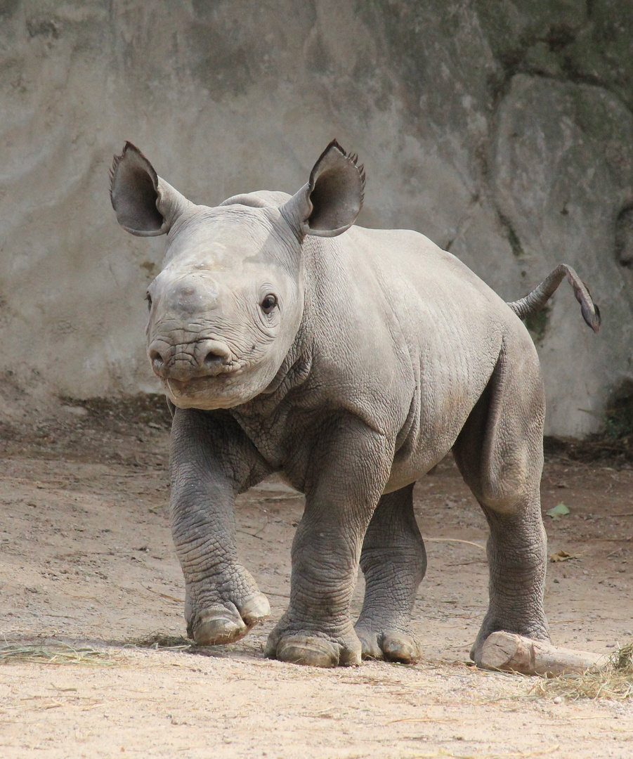 Spitzmaulnashorn Zoo Krefeld