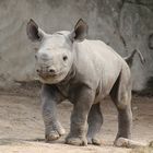 Spitzmaulnashorn Zoo Krefeld