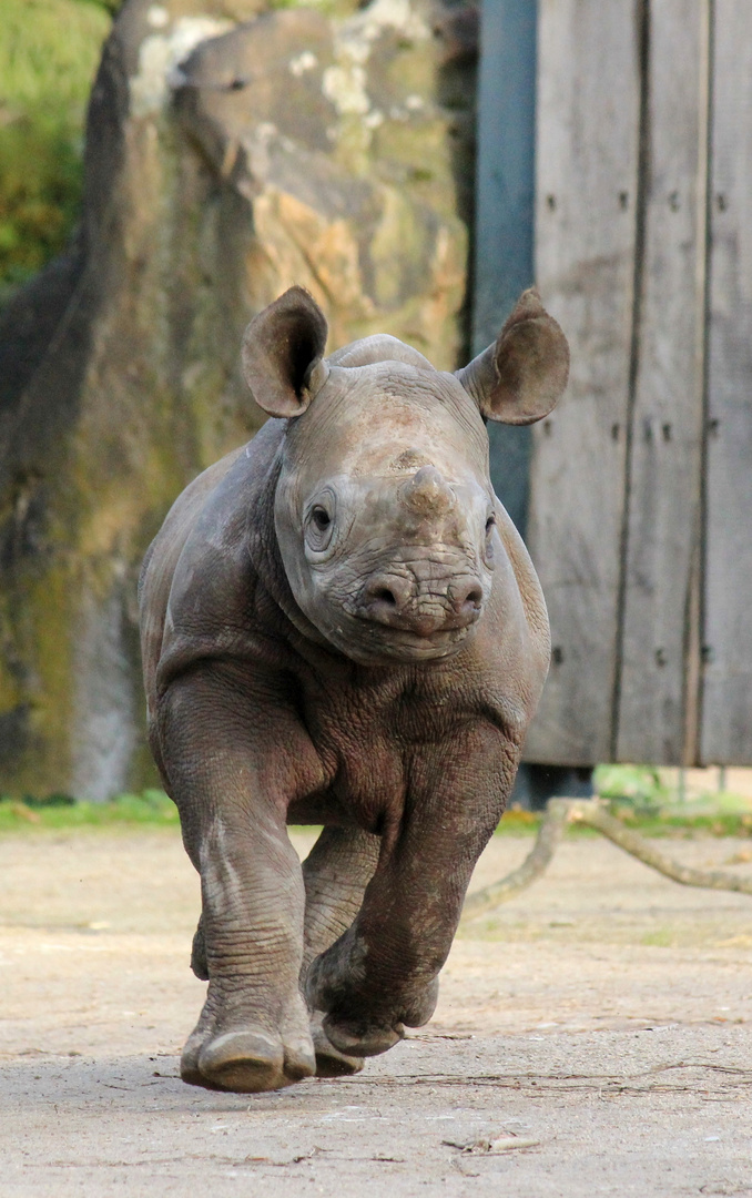 Spitzmaulnashorn Zoo Krefeld